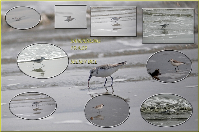 sanderling, sanderlings, wader-5.jpg - SANDERLING - SELSEY BILL - 19.4.09
